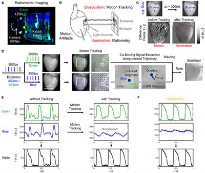 High-Resolution Optical Measurement of Cardiac Restitution, Contraction, and Fibrillation Dynamics in Beating vs. Blebbistatin-Uncoupled Isolated Rabbit Hearts